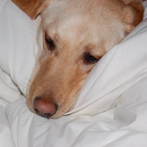 Meet your Posher, Hailey